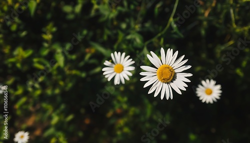 Tranquil summer garden blooming with aromatic whites and verdant hues.