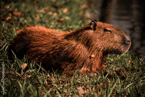 marmot in the grass
