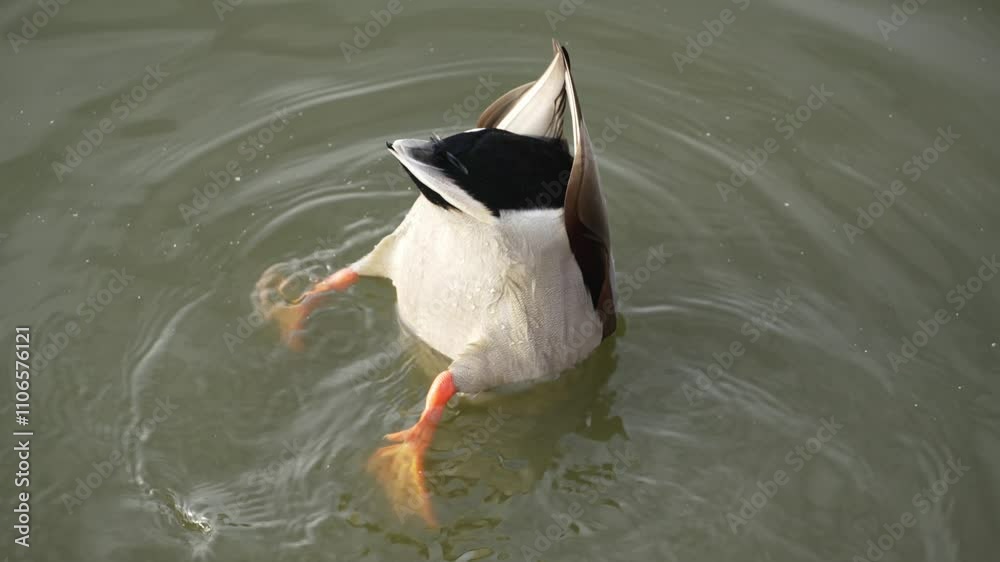 Drake diving in the pond and shake it butt. Duck pond with water birds. Flock of ducks and flock of drakes swim and rest in the lake