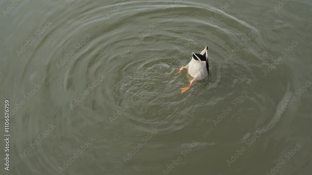 Drake diving in the pond and shake it butt. Duck pond with water birds. Flock of ducks and flock of drakes swim and rest in the lake