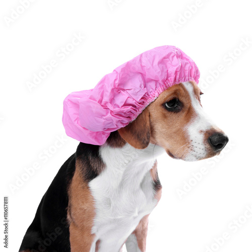 Adorable dog in pink shower cap on white background photo