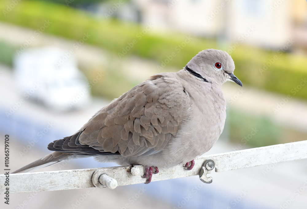 Dove standing on shutter, eurasian collared dove, closeup, isolated