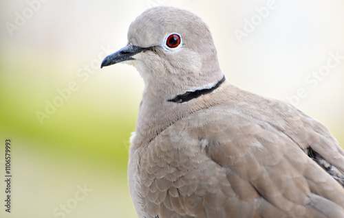 Obraz na płótnie Dove head, portrait of eurasian collared dove, closeup, isolated w salonie