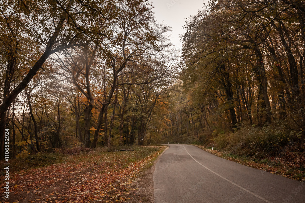 Fototapeta premium A road winds through the autumn-colored forest of Fruska Gora in Vojvodina, Serbia, capturing the scenic beauty of driving amidst vibrant foliage during the fall season.