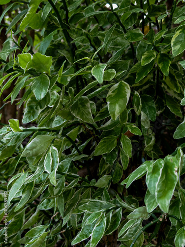 Wallpaper Mural Rural Sri Lanka, North Western Province, Sri Lanka Torontodigital.ca