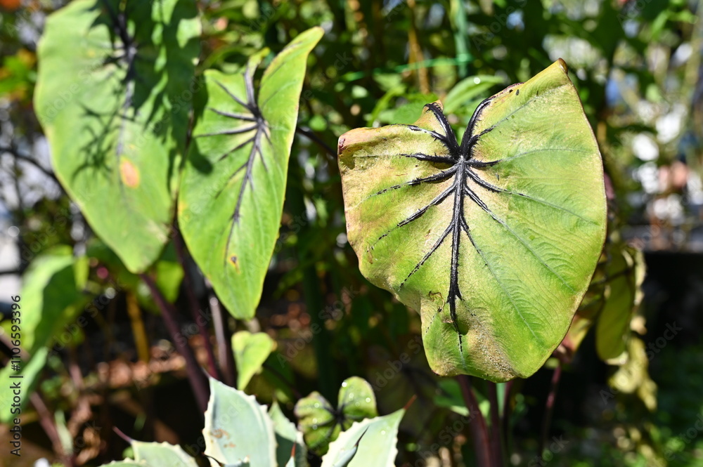 Colocasia Pharaoh's Mask plant having sunburn damaged. Plant sunburn (also known as leaf sunscald or scorch) occurs when a plant is abruptly exposed to a brightly-lit area. Colocasia Pharaoh's Mask plant having sunburn damaged. Plant sunburn (also known as leaf sunscald or scorch) occurs when a plant is abruptly exposed to a brightly-lit area.
