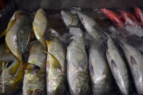 A bunch of frozen bludger fish (Carangoides gymnostethus), also known as the bludger trevally, nakedbreast trevally or Bleeker's jackfish, is a large marine fish in the jack family, Carangidae photo