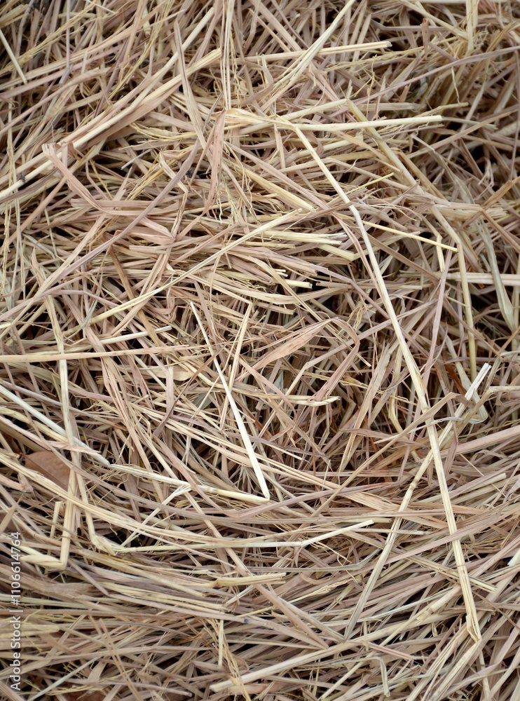 dry grass for texture and background, dry straw dry grass for texture and background, dry straw