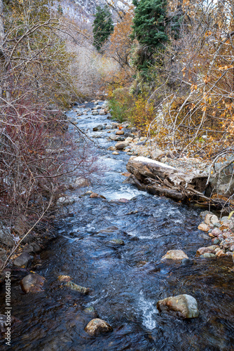 stream in the forest