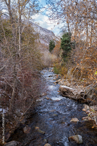 river in the woods