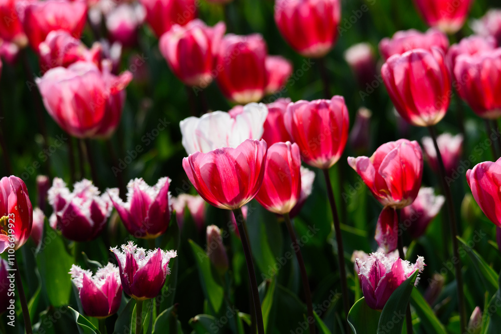 春のチューリップの花 春のチューリップの花