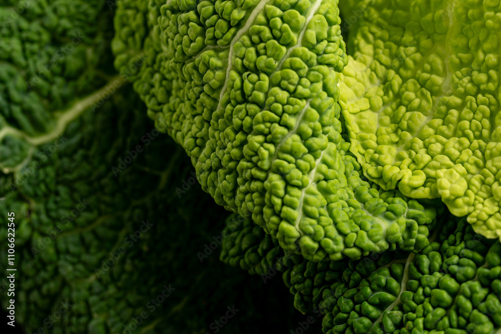 Savoy cabbage leaves Savoy cabbage leaves