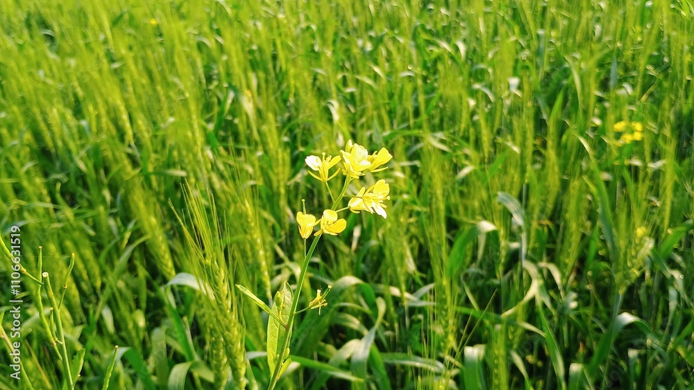 Fototapeta premium green grass with dew drops