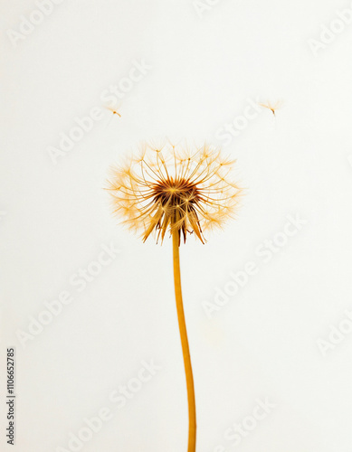 Dandelion Seed in Mid-Air on White Background