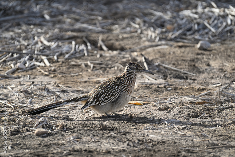 オオミチバシリ Greater Roadrunner オオミチバシリ Greater Roadrunner