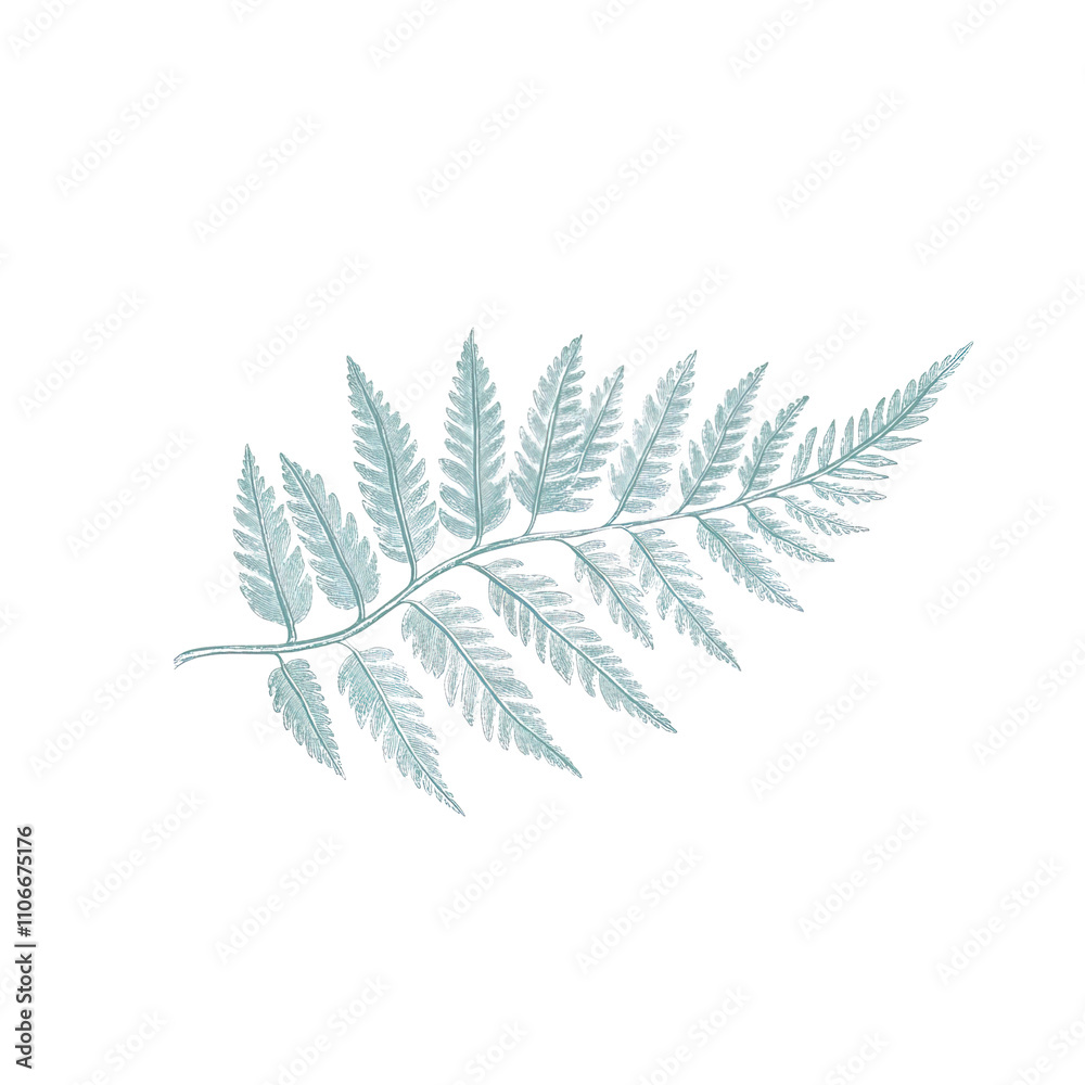 Fototapeta premium A delicate fern leaf, nature-inspired, vintage engraving style, muted green, isolated on white background 