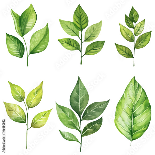 vector set of green leaf watercolor, perfect for invitations, greeting cards, and artistic projects photo