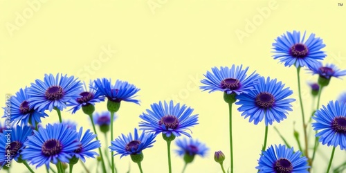 Pattern of vibrant blue cornflowers arranged in a circular shape on a deep blue background with ample empty space for text, vibrant, circular