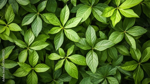 Lush green leaves nature plant life outdoor garden close-up view freshness and vitality