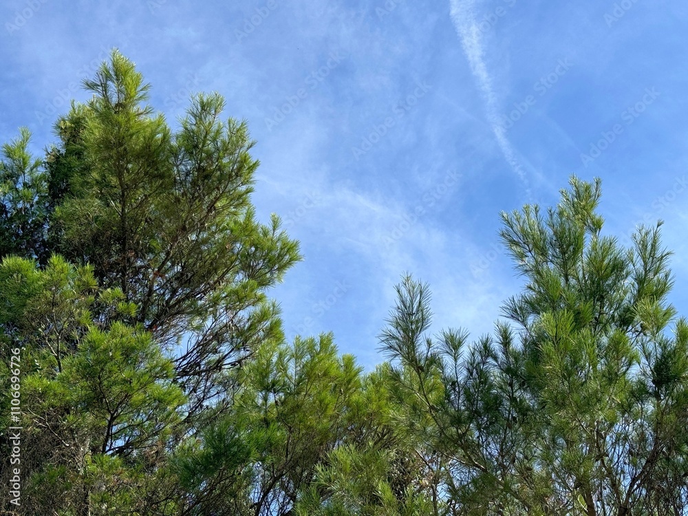 Pine evergreen trees in the conifer forest Pine evergreen trees in the conifer forest