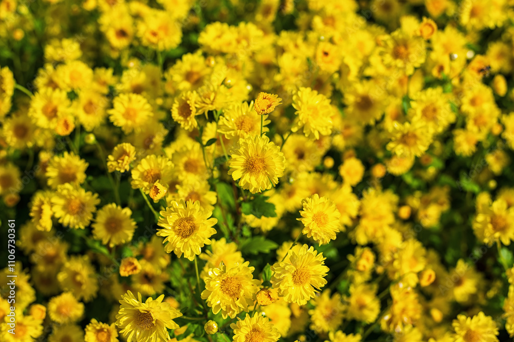 Close up of Chrysanthemum flower. Nature background. Close up of Chrysanthemum flower. Nature background.