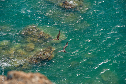 Soaring Pelicans Over Crystal Clear Waters of Cabo de la Vela, La Guajira, Colombia photo