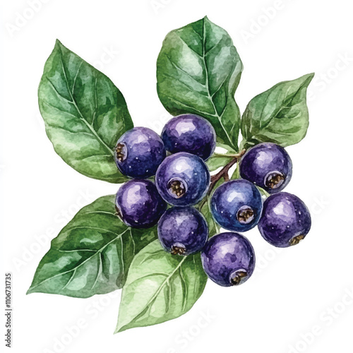 Salal berry fruit watercolor clipart illustration