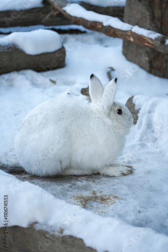 White Rabbit in Snowy Winter Landscape