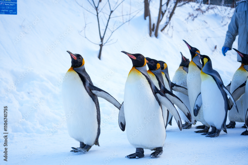 Fototapeta premium Penguin Parade in Snowy Landscape