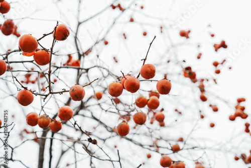 Branches Filled with Bright Orange Fruits
