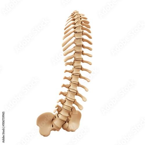 A three dimensional anatomical model of the human thoracic and lumbar spine showing the vertebrae and associated structures. photo