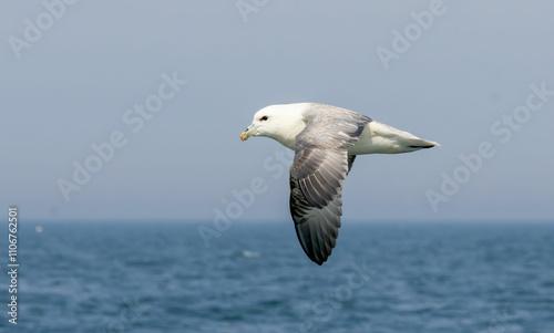 Northern Fulmar on breeding rocks of Bempton cliffs, UK