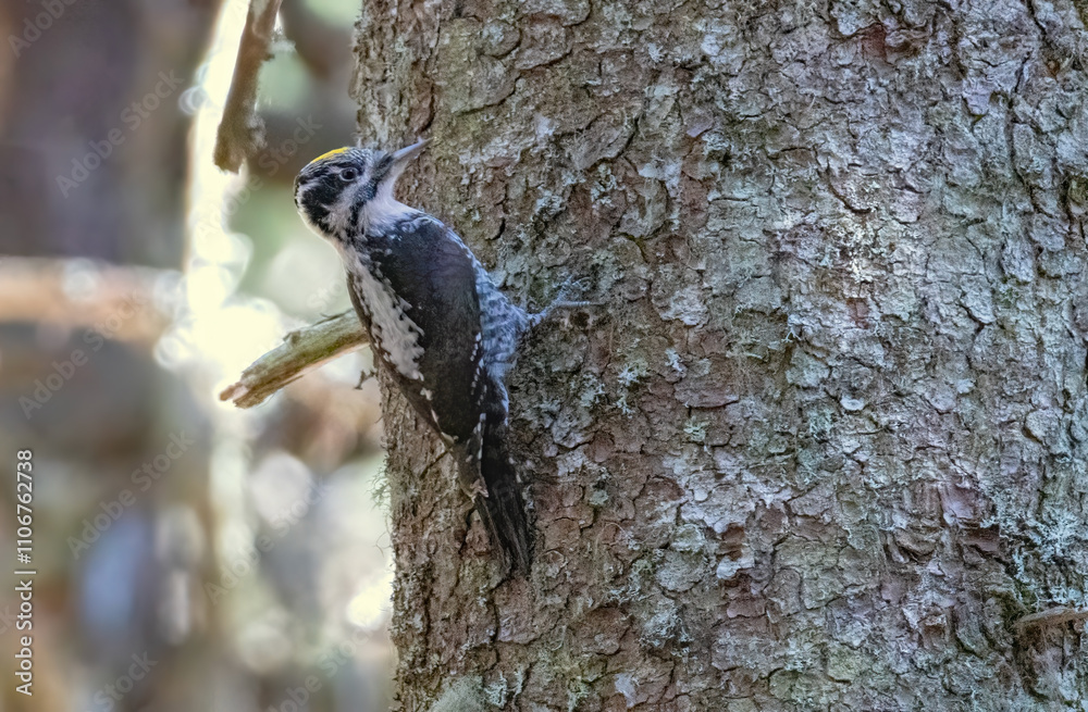 Three-toed Woodpecker in a natural habitat Three-toed Woodpecker in a natural habitat