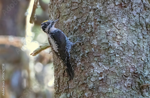 Three-toed Woodpecker in a natural habitat photo