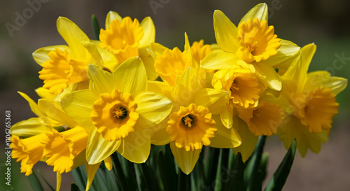 Bright yellow daffodils in ...