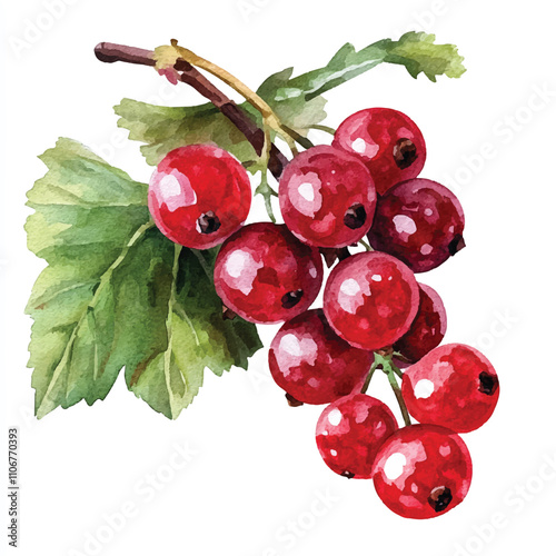 Red currant fruit watercolor clipart illustration