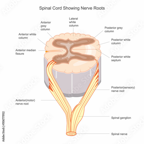 Section of spinal cord showing nerve roots.The spinal cord is a long, tubular structure in the spine that connects the brain to the body, relaying signals and reflexes.