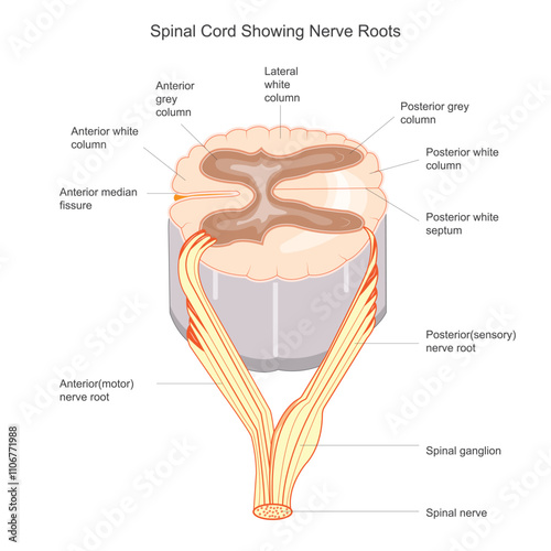 Section of spinal cord showing nerve roots.