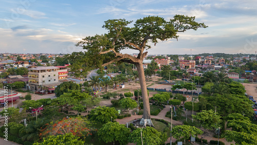 LUPUNA TREE IN THE CENTER OF THE CITY OF PUCALLPA IN THE PERUVIAN AMAZON, THIS MAJESTIC TREE IS A SPIRITUAL SYMBOL OF THE AMAZONIAN FORESTS