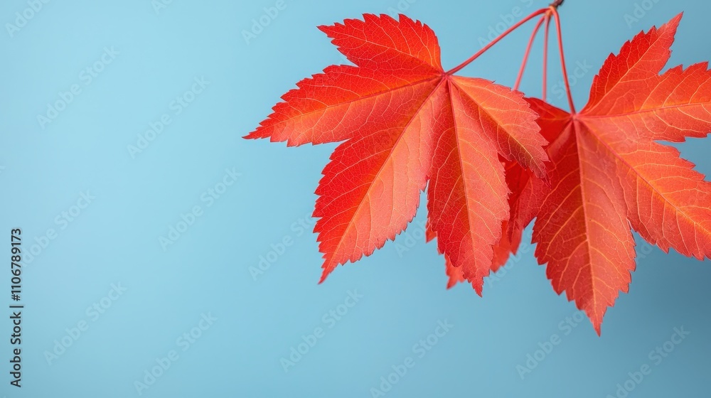 Vibrant Red Maple Leaves Autumn Nature Fall Foliage Background Vibrant Red Maple Leaves Autumn Nature Fall Foliage Background