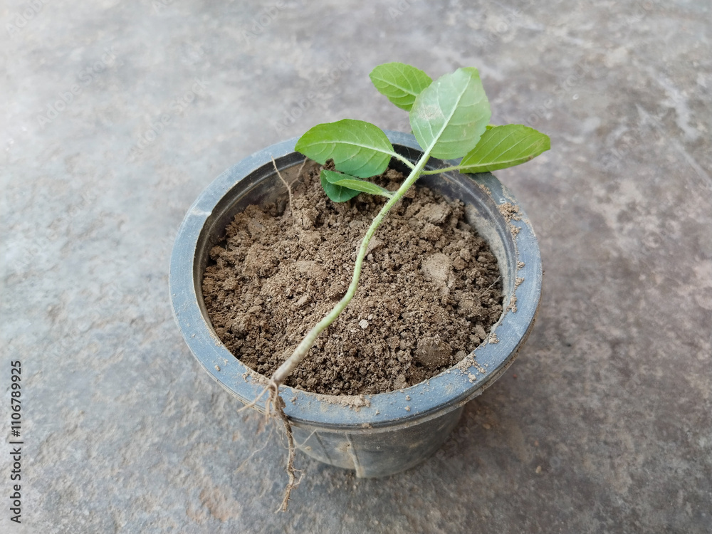 basil herbal plant seedling on the flowerpot for planting basil herbal plant seedling on the flowerpot for planting