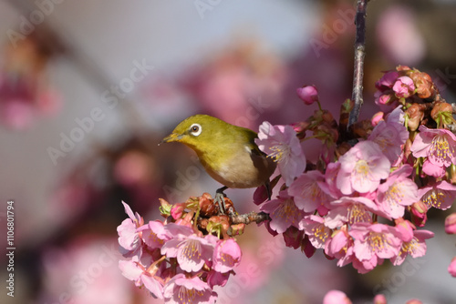 メジロと桜 photo