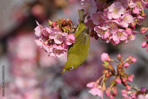 メジロと桜 photo