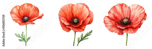 Vibrant Red Poppies on a Transparent Background Isolated on transparent background