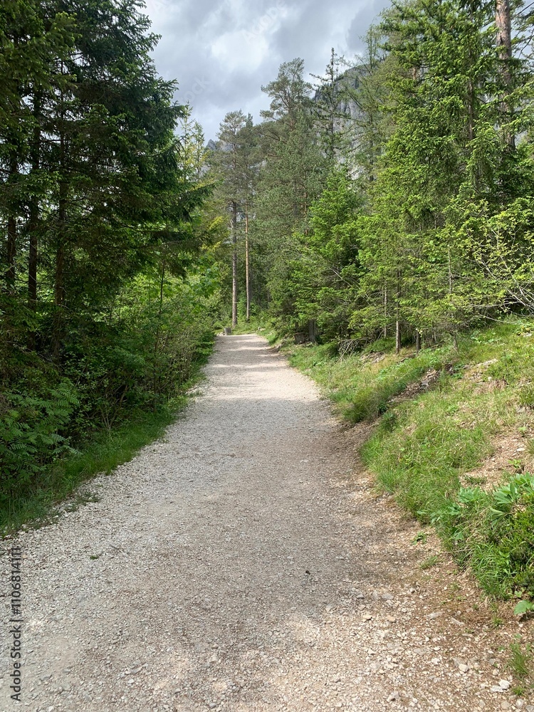 A peaceful forest trail winding through lush greenery, surrounded by towering trees. The serene pathway invites walkers and hikers to explore the natural beauty and tranquility of the woodland A peaceful forest trail winding through lush greenery, surrounded by towering trees. The serene pathway invites walkers and hikers to explore the natural beauty and tranquility of the woodland