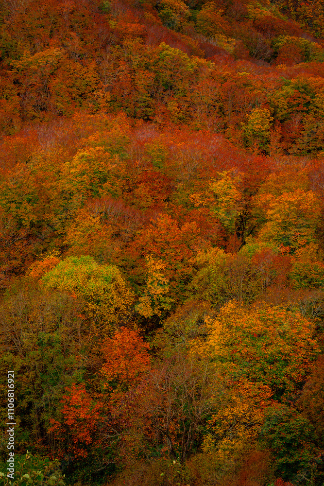 Hakoda mountain and Jogakura bridge view in Japan, famous travel destinations in autumn and fall season. Color of nature, season and leaf. An aerial view of maple tree, fantasy landscaped discovery. Hakoda mountain and Jogakura bridge view in Japan, famous travel destinations in autumn and fall season. Color of nature, season and leaf. An aerial view of maple tree, fantasy landscaped discovery.