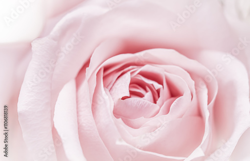 Fototapeta Naklejka Na Ścianę i Meble -  Pink pale rose flower petals, soft focus. Macro flowers backdrop