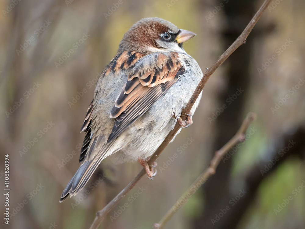 closeup portrait of a sparrow closeup portrait of a sparrow