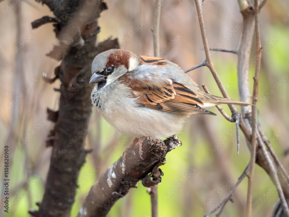 portrait of a sparrow portrait of a sparrow