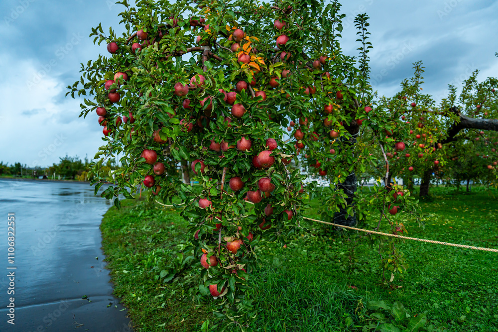 Fototapeta premium An apple farm during harvest season in a rainy day, concept of sustainable agricultural farming. Ripe Red and green apple. Abundance and juicy fruit full. Hirosaki Apple Park in Japan.